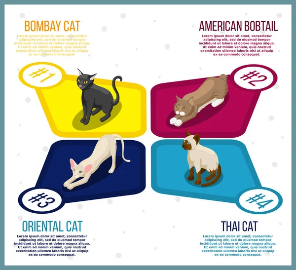 Fajtatiszta macskák izometrikus Infographics — Stock Vector