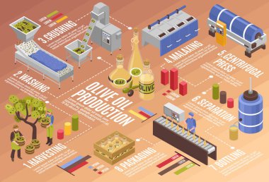 Zeytinyağı üretim Infographics 