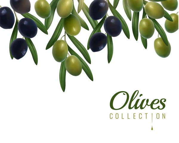 Realistické olivy pozadí — Stockový vektor