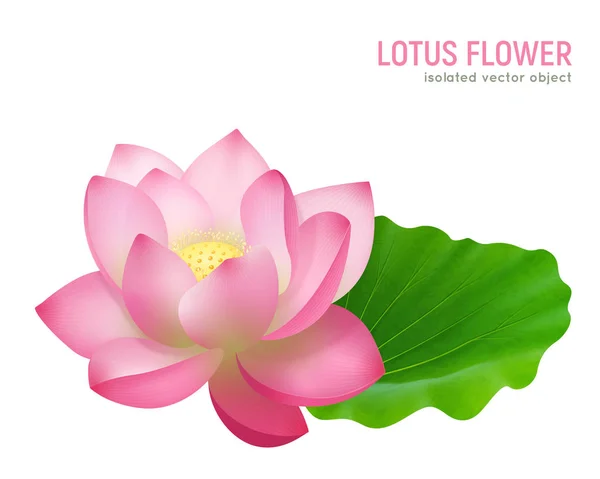 Lotus Flower Realistic — Stock Vector