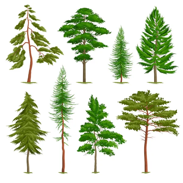 Realistische Pine bomen Set — Stockvector