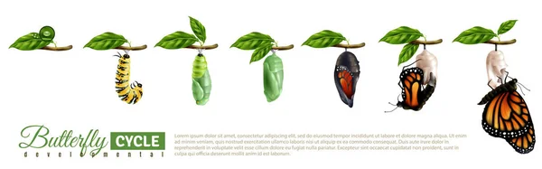 Conjunto horizontal de metamorfosis de mariposa — Archivo Imágenes Vectoriales