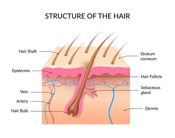 Infografica realistica di anatomia dei capelli umani — Vettoriale Stock