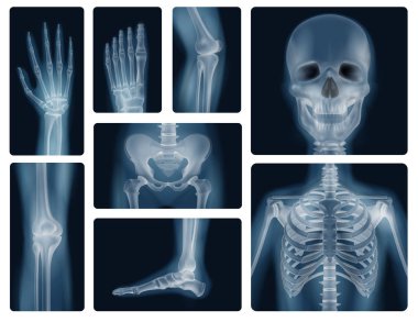Human Bones Realistic X-ray Shots clipart