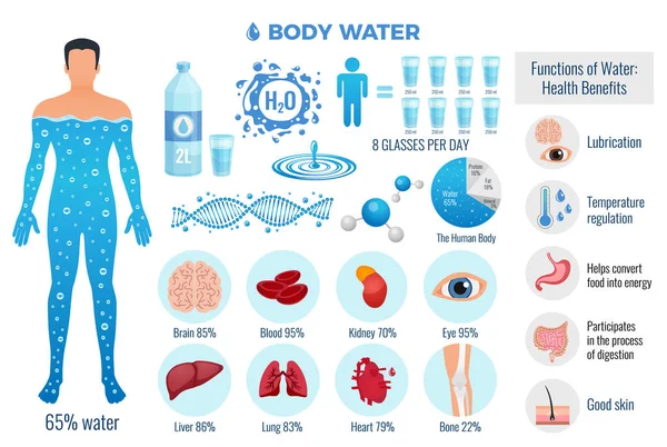 Body And Water Set — Stock Vector