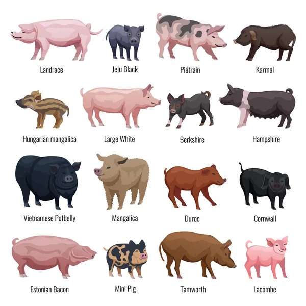 Zestaw ikon świnia — Wektor stockowy