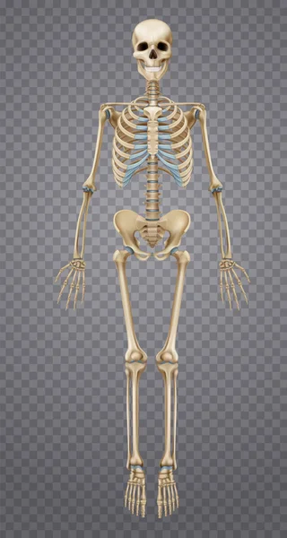 Esqueleto humano realista — Archivo Imágenes Vectoriales