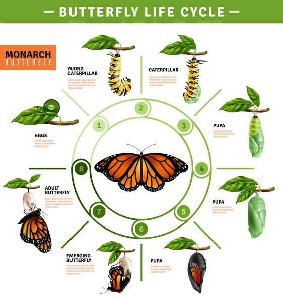 Infografika životní cyklus motýla — Stockový vektor