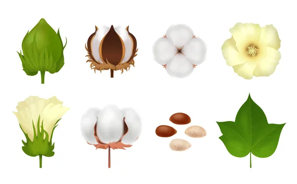Set de iconos realistas de algodón — Vector de stock