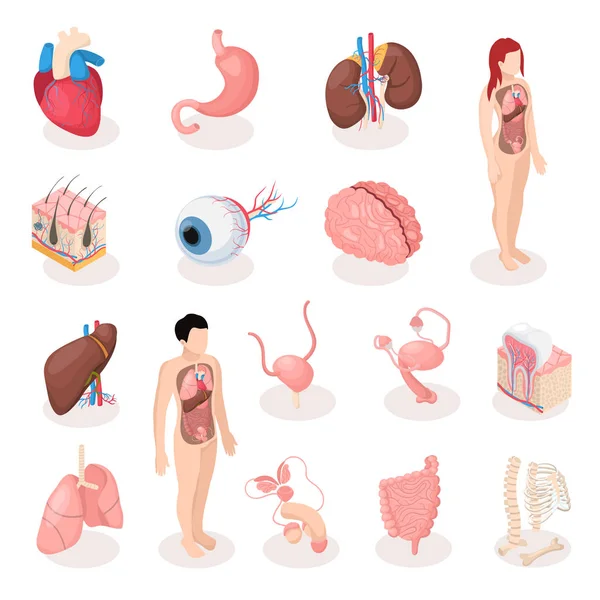Human Organs Isometric Icons Set — Stock Vector