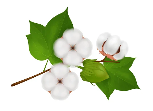 Cotton Flower Branch Realistic Composition — Stock Vector