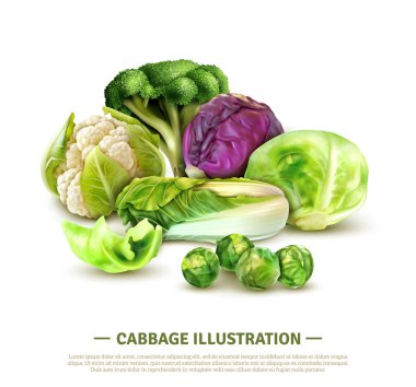 Realistic Cabbage Illustration clipart