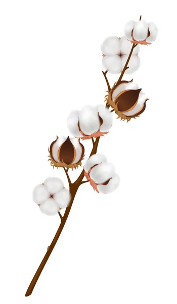 Realistic Cotton Flower Branch Composition — Stock Vector
