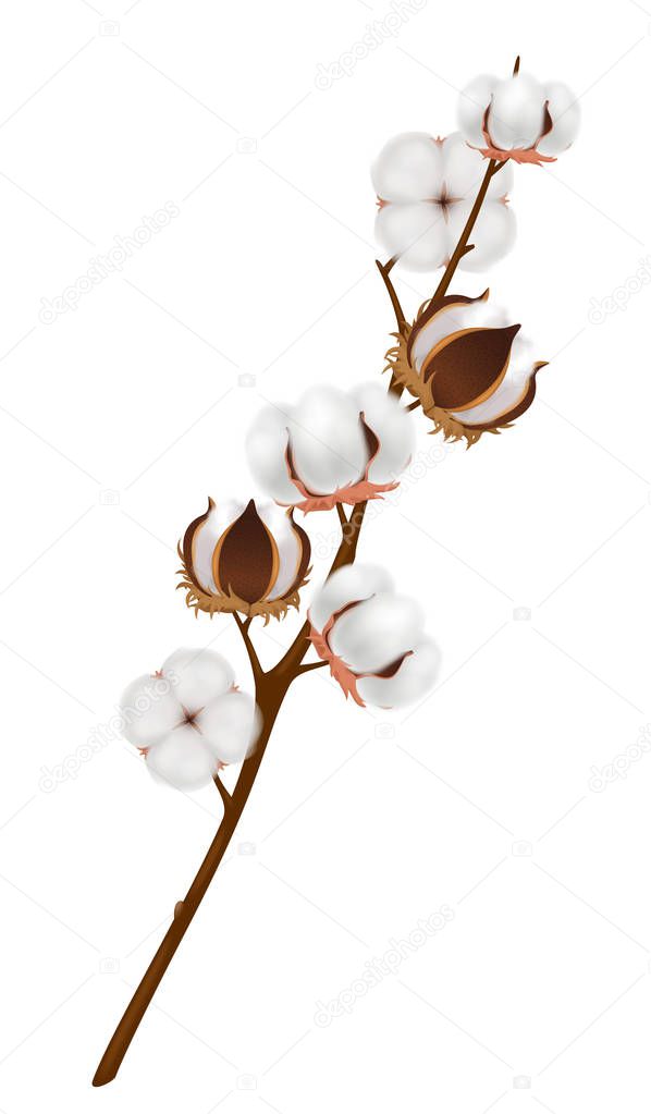 Realistic Cotton Flower Branch Composition