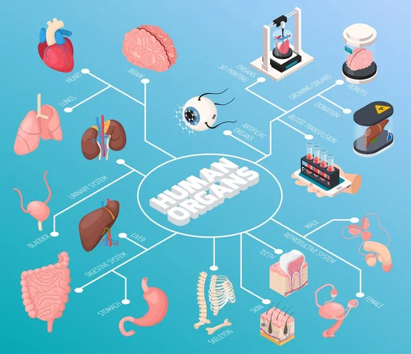 Organos humanos Diagrama de flujo isométrico — Vector de stock