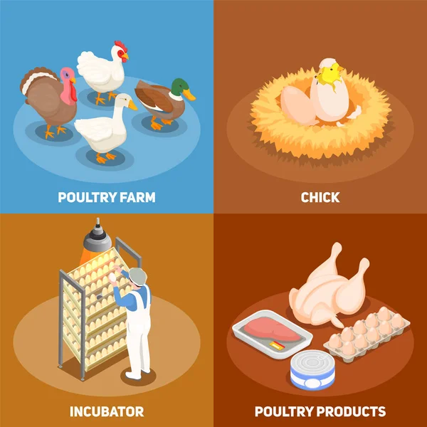 Poultry 2x2 Design Concept — Stock Vector