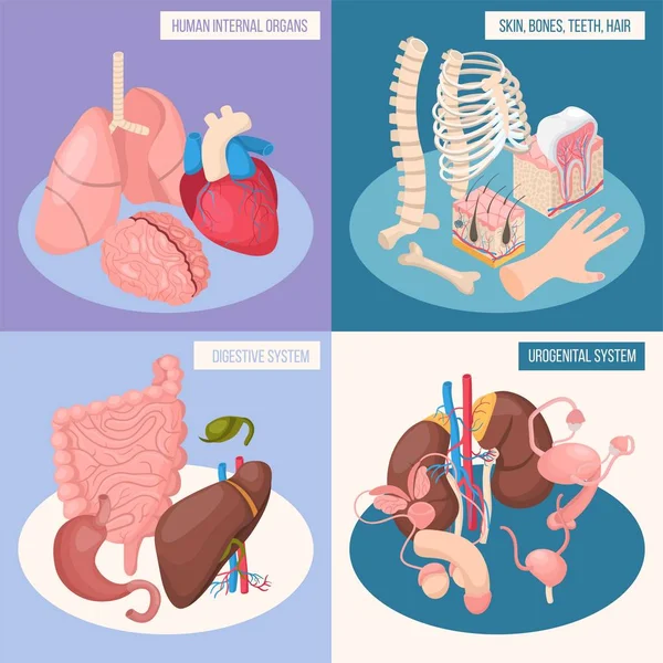 Concepto de diseño de órganos humanos 2x2 — Archivo Imágenes Vectoriales