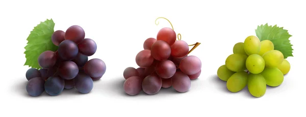 Druiven realistische samenstelling — Stockvector