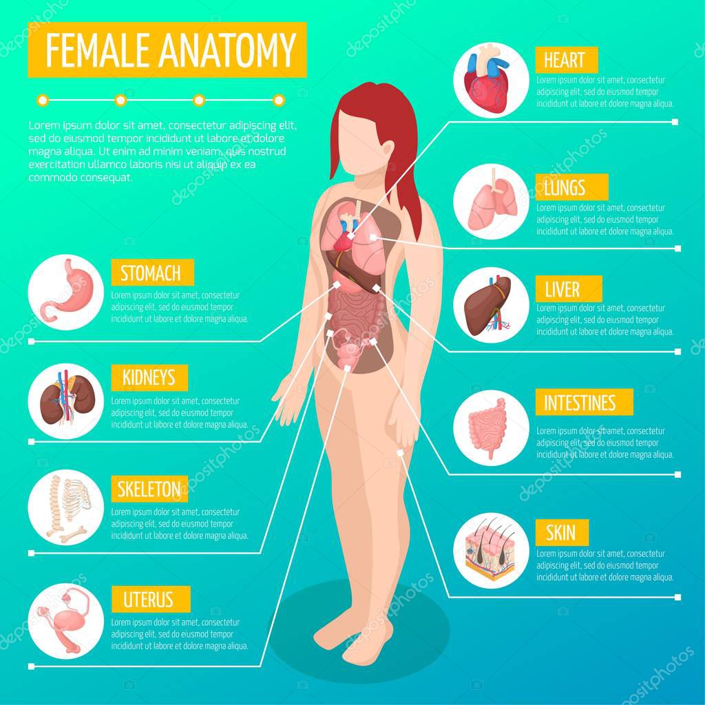 Woman Anatomy Infographic Layout With Location And Definitions Of Internal Organs In Female Body Isometric Vector Illustration Premium Vector In Adobe Illustrator Ai Ai Format Encapsulated Postscript Eps Eps Format