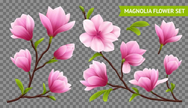 Realistische Magnolienblume transparentes Symbol-Set — Stockvektor