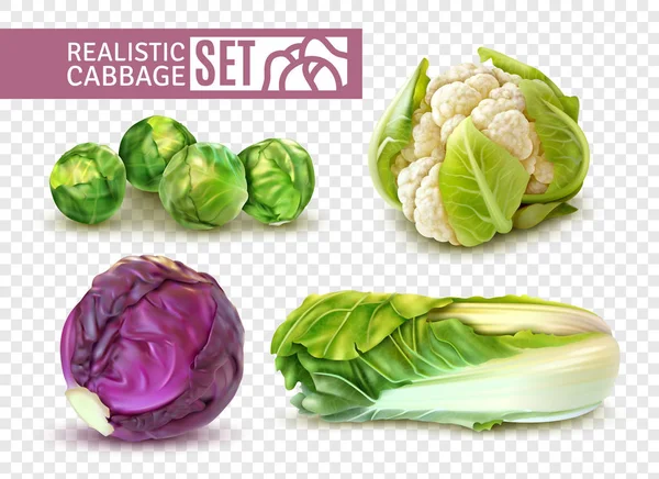 Realistic Cabbage Set — Stock Vector