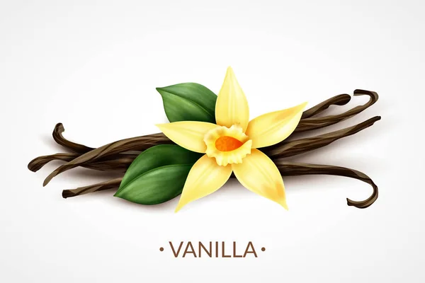Fleur de vanille Image réaliste — Image vectorielle