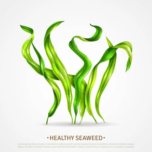 Spirulina Seaweed Realistic Poster — Stock Vector