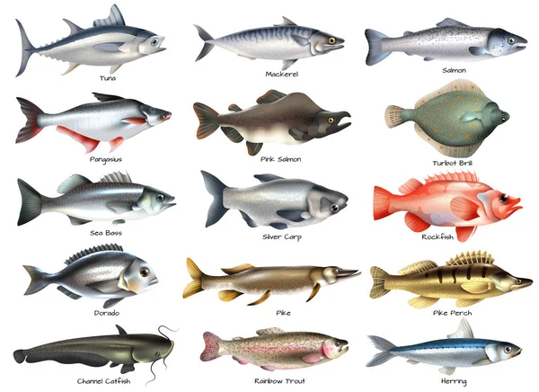 Fishes Icons Set — Stock Vector