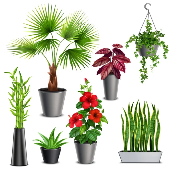Реалистичный набор домашних растений — стоковый вектор