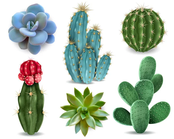 Cactus Succulent ensemble réaliste — Image vectorielle