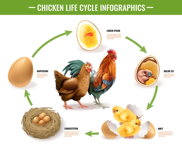Infografías del ciclo de vida del pollo — Vector de stock