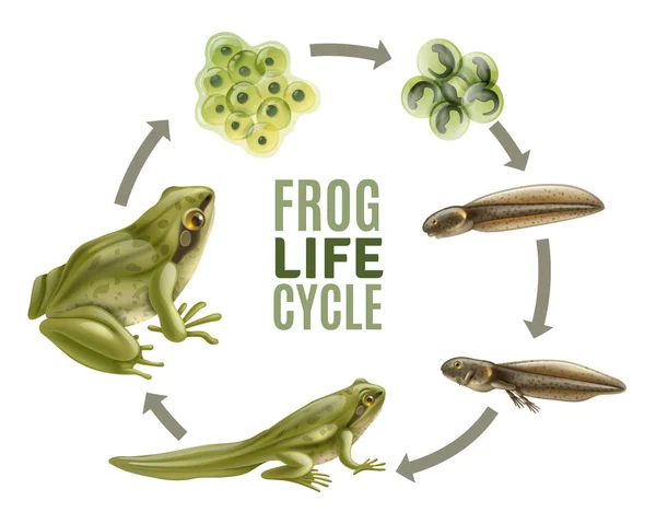 Ensemble de cycle de vie grenouille — Image vectorielle