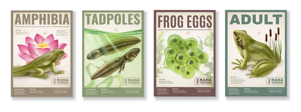 Frosch Life Cycle Poster Set — Stockvektor