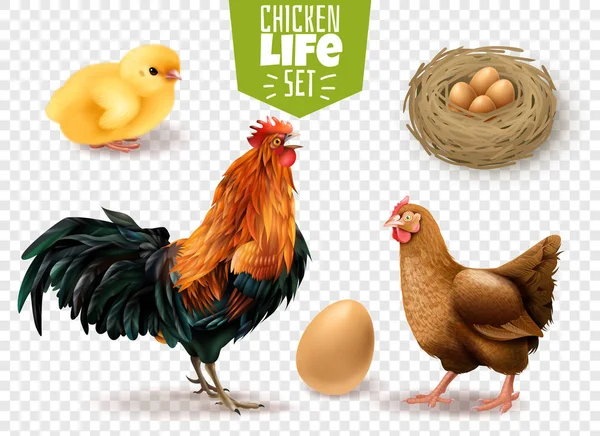 Conjunto transparente da vida da galinha — Vetor de Stock