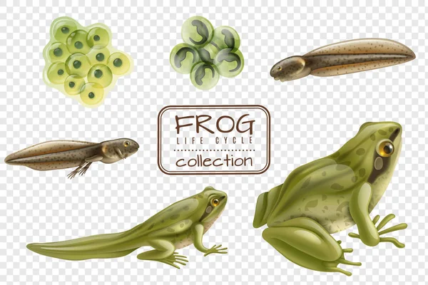 Frog livscykel Set — Stock vektor