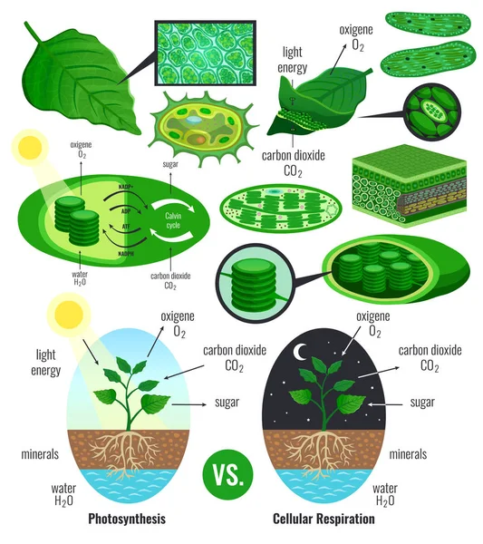 Biologische Photosynthese infografische Elemente — Stockvektor