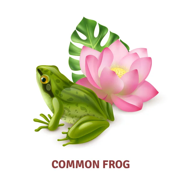 Realistic Frog Image — Stock Vector