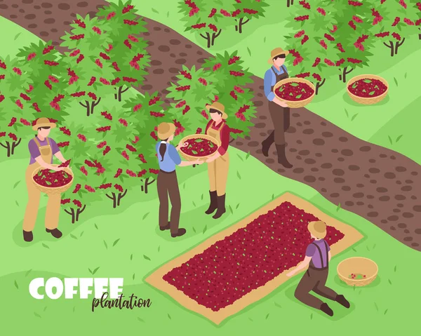 Plantation de café Illustration — Image vectorielle