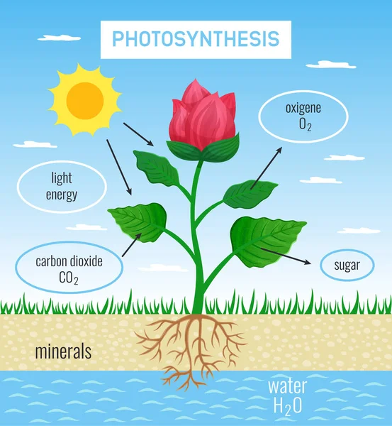 Plakat edukacyjny fotosyntezy — Wektor stockowy