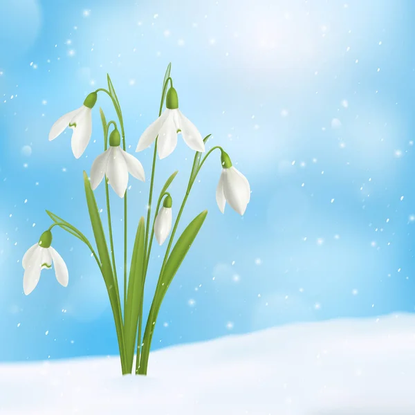 Schneeglöckchen Blume Zusammensetzung — Stockvektor