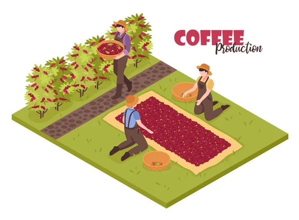 Изометрический фон плантации кофе — стоковый вектор