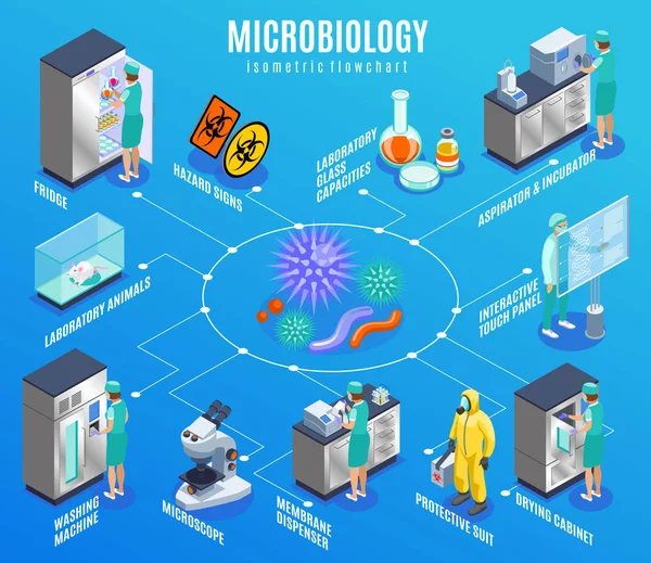 Microbiology Isometric Flowchart — Stock Vector