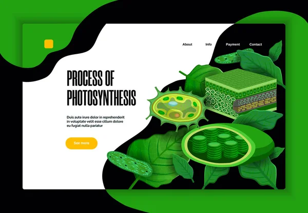 Fotosynthese Concept Website Banner — Stockvector