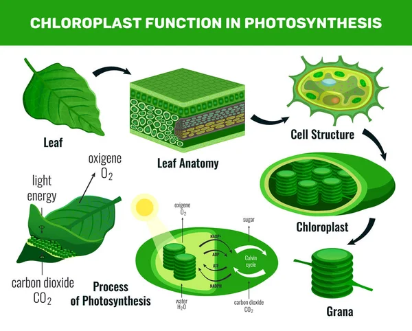 Fotosintesi del cloroplasto Elementi infografici — Vettoriale Stock
