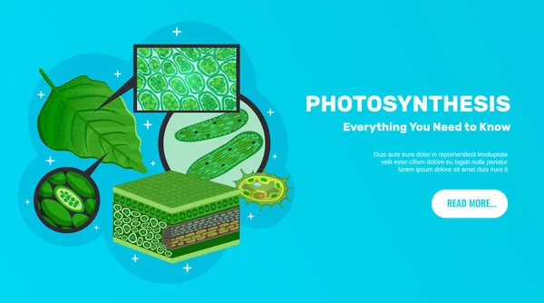 Fotosynthese-Website-Banner — Stockvektor