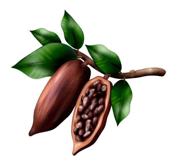 Composición realista del árbol del cacao — Vector de stock