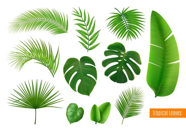 Conjunto realista de hojas tropicales — Vector de stock