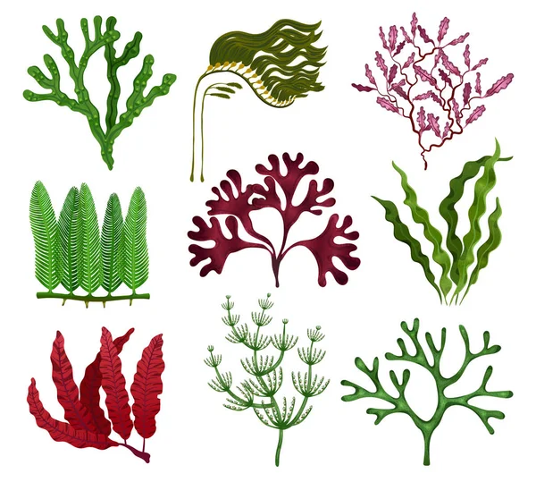 Set plano de algas marinas — Vector de stock