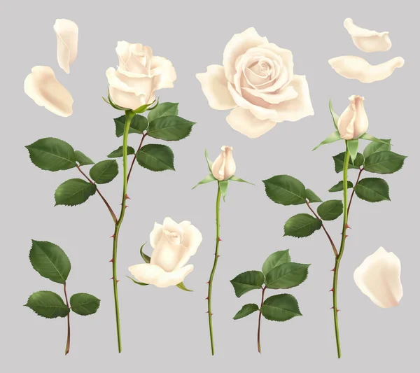 White Rose Realistic Set — Stock Vector