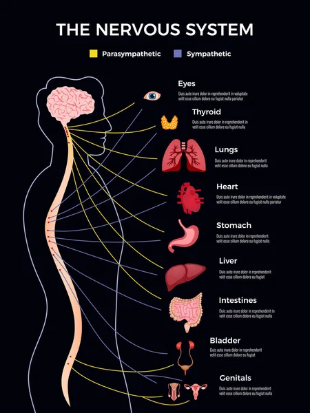 Infografías del sistema nervioso humano — Vector de stock